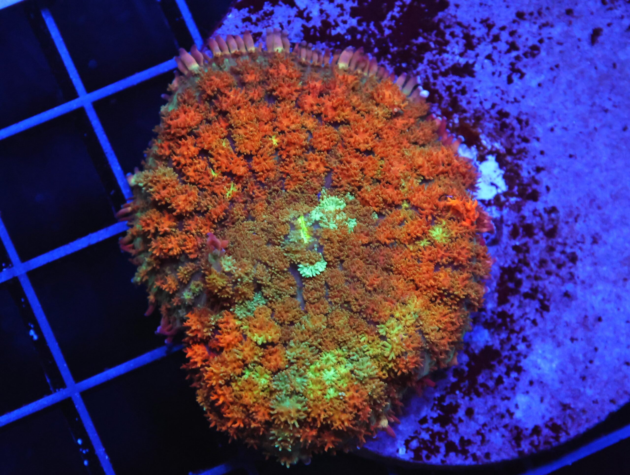 B03 -RAINBOW FRANKENSTEIN CARPET RHODACTIS MUSHROOM