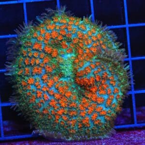 B02 -JUNGLE FIRE CARPET RHODACTIS MUSHROOM