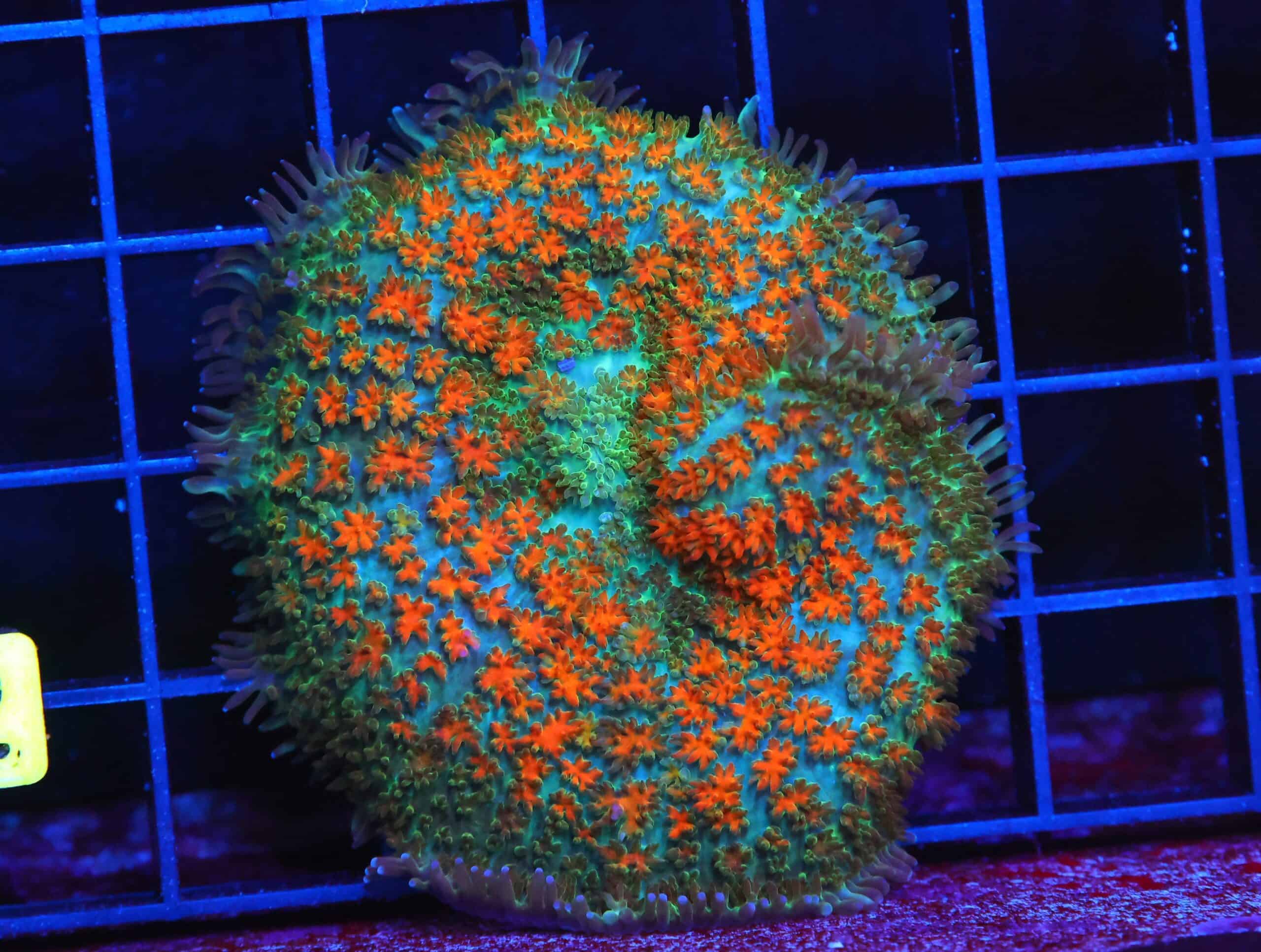 B02 -JUNGLE FIRE CARPET RHODACTIS MUSHROOM