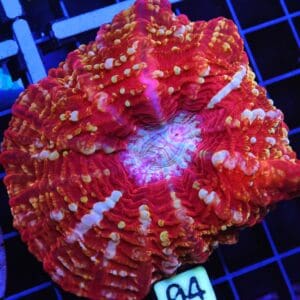 B04 -INDO FIRE JEWEL CYNARINA