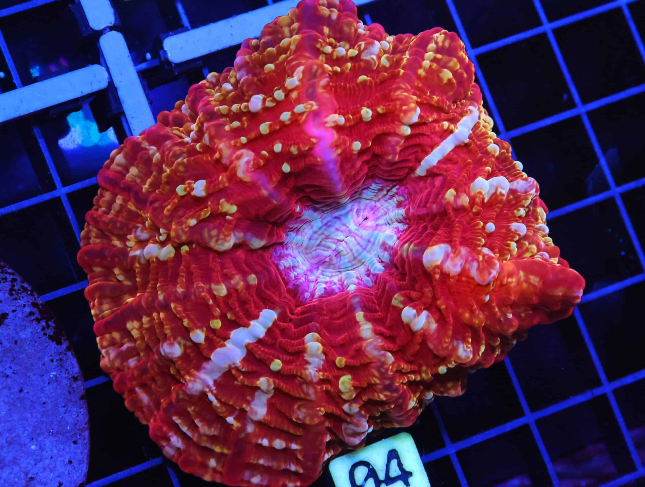 B04 -INDO FIRE JEWEL CYNARINA