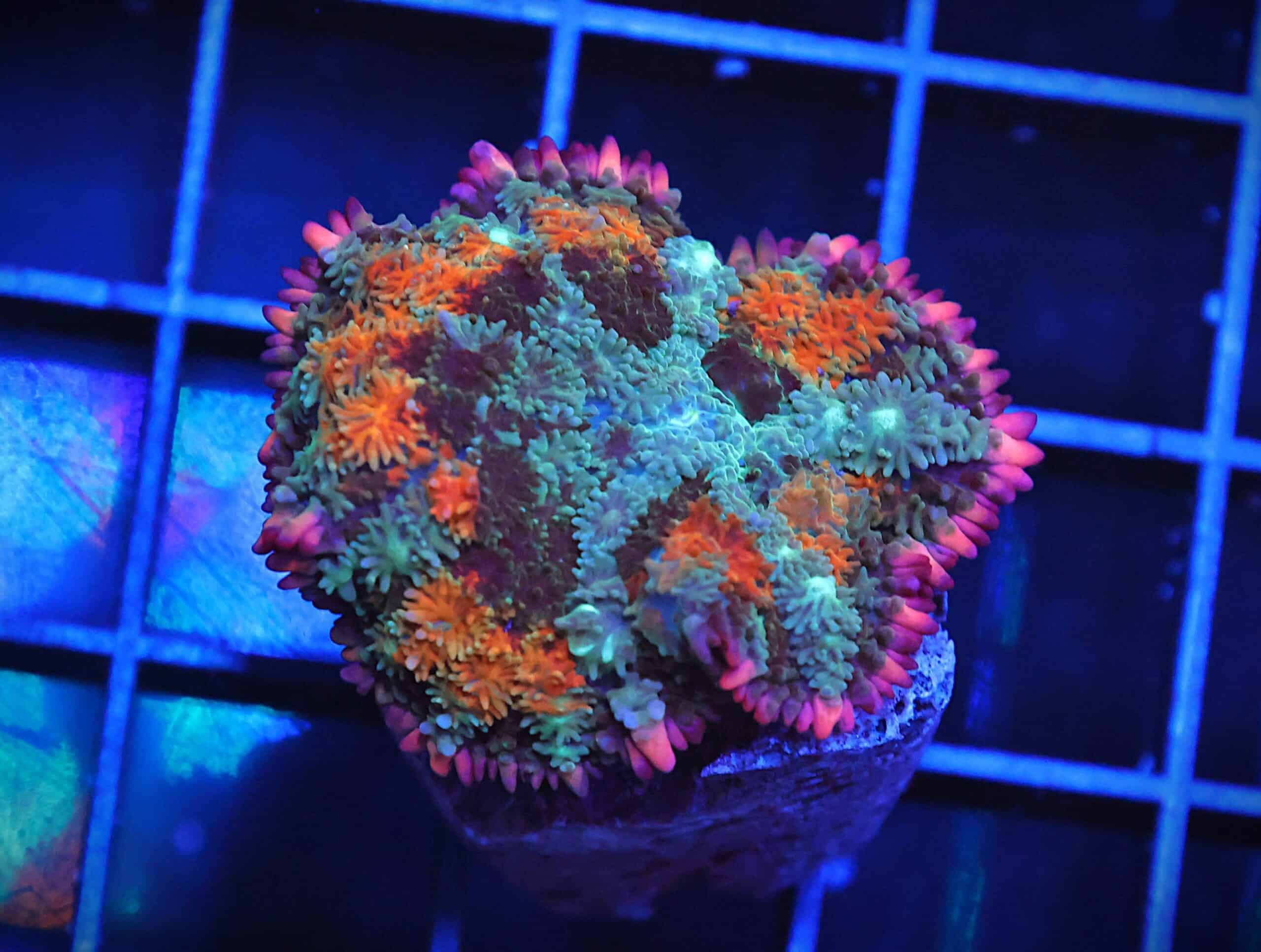 B07 -RAINBOW FRANKENSTEIN CARPET RHODACTIS MUSHROOM