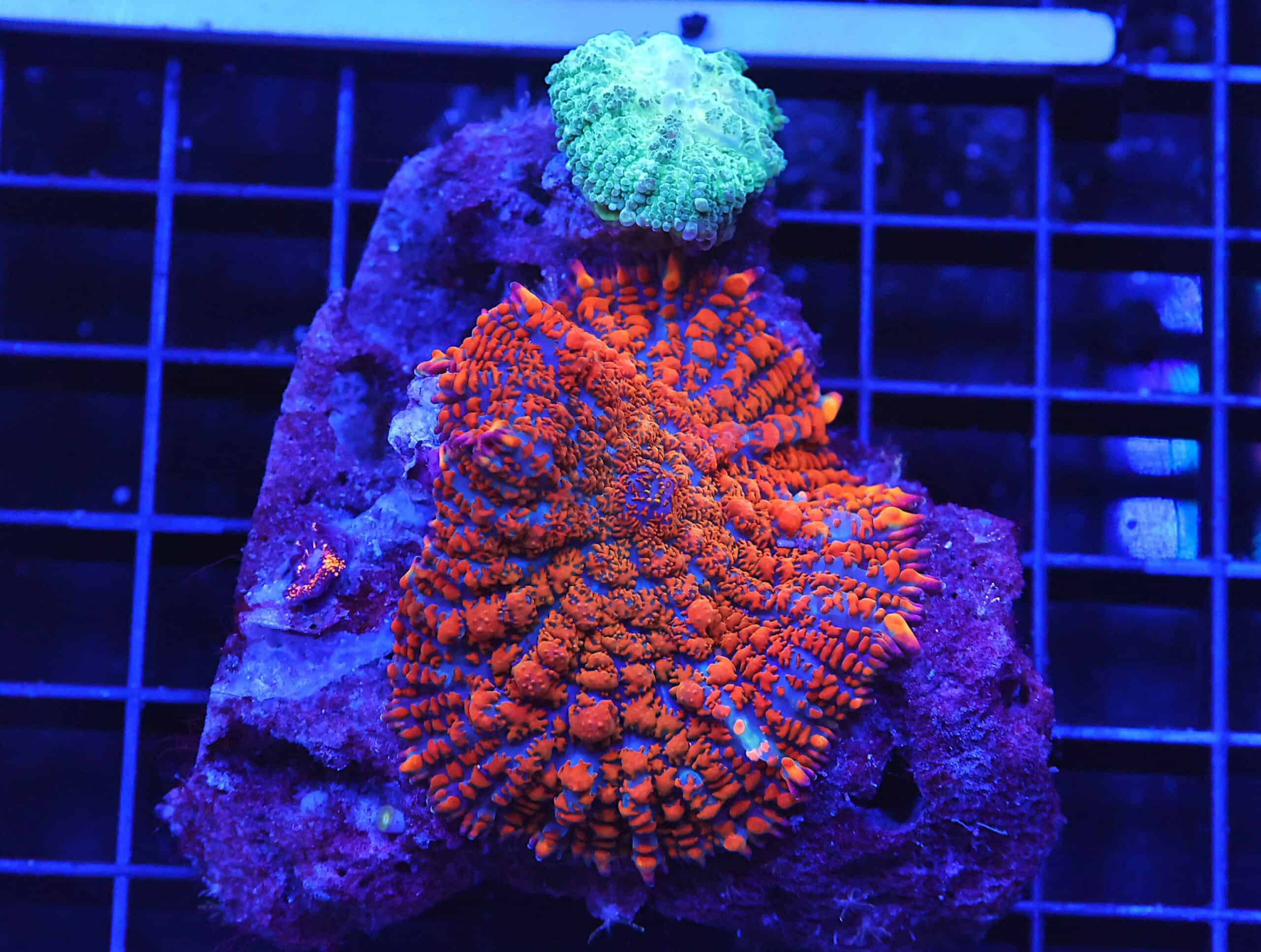 B102 - SUPERMAN BOUNCE RHODACTIS MUSHROOM