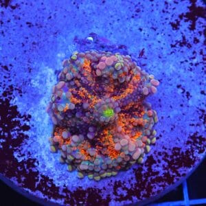 B08 -MALAYSIAN RAINBOW RICORDEA MUSHROOM