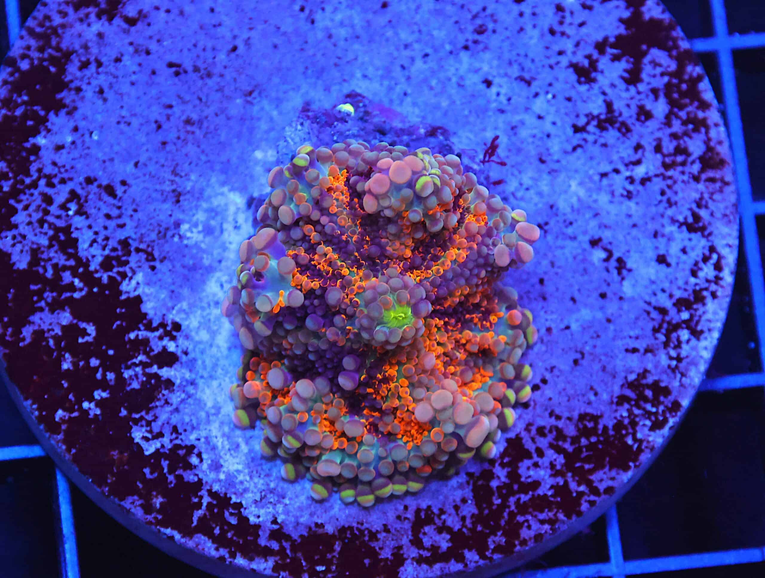 B08 -MALAYSIAN RAINBOW RICORDEA MUSHROOM