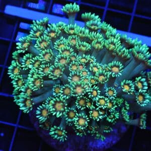 B101 - INDO YELLOW SNOWCONE GONIOPORA