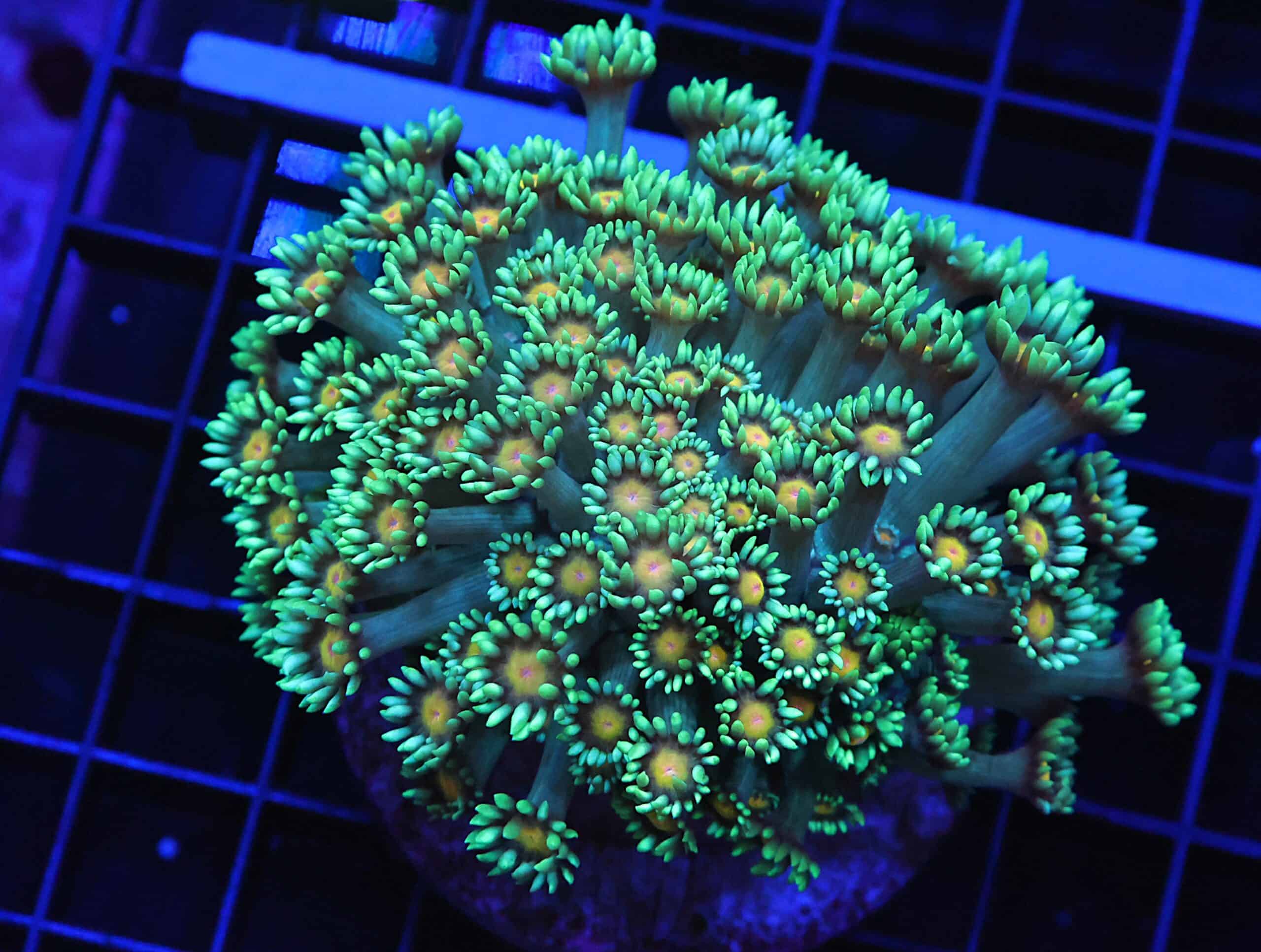 B101 - INDO YELLOW SNOWCONE GONIOPORA
