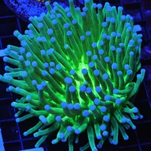 B105 - AUSSIE BLUE TIP HELIOFUNGIA