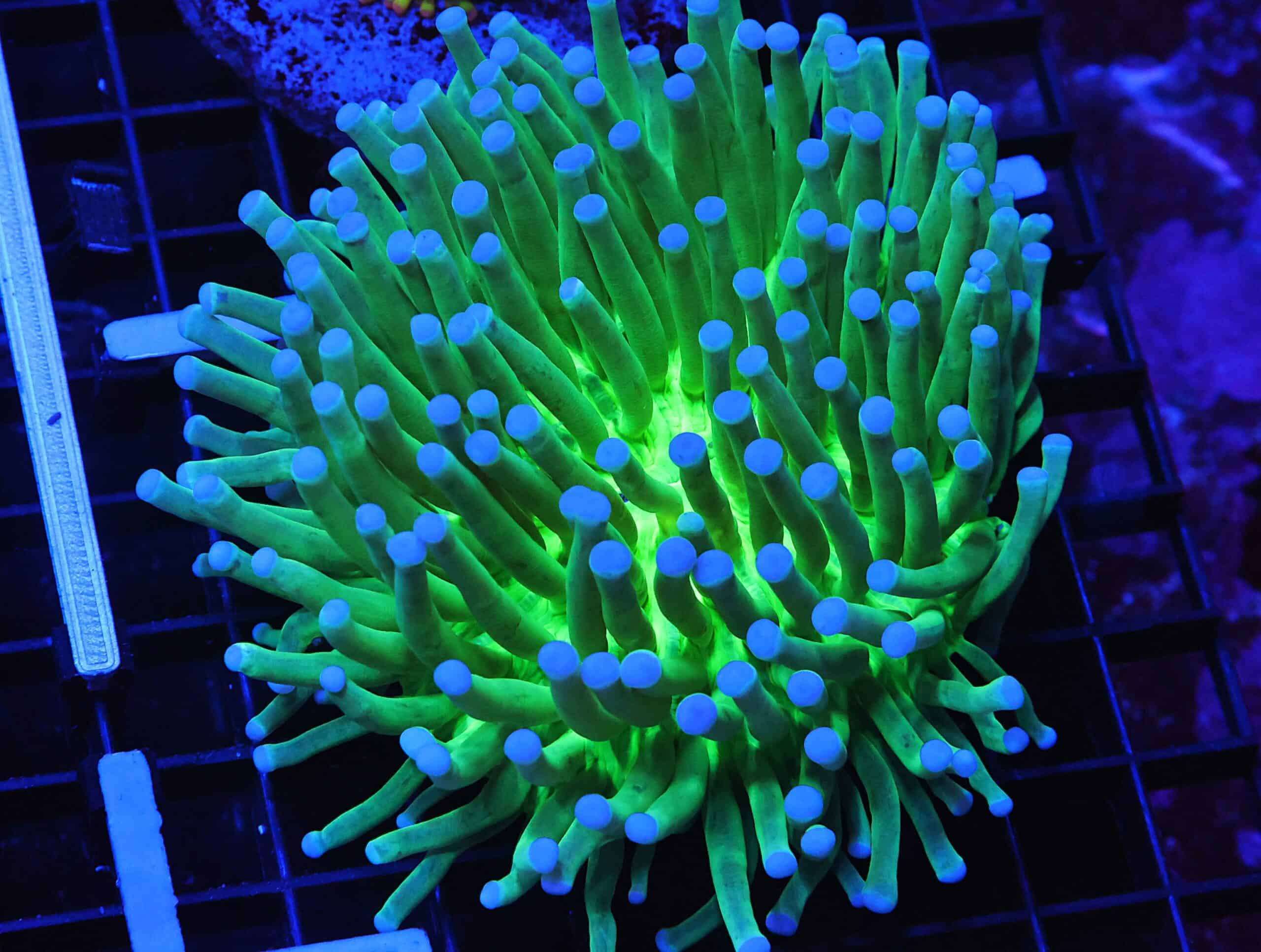 B105 - AUSSIE BLUE TIP HELIOFUNGIA