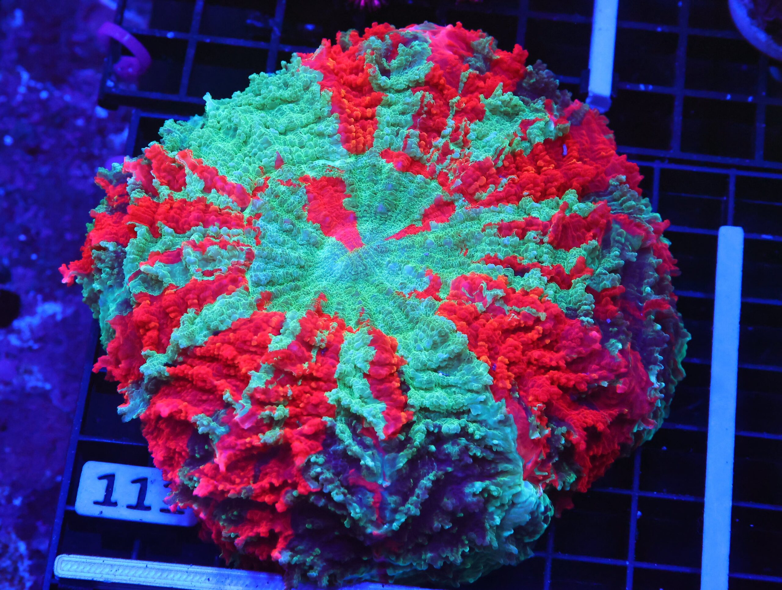 B111 - MALAYSIAN NEPTUNE GARDEN ACANTHOPHYLLIA