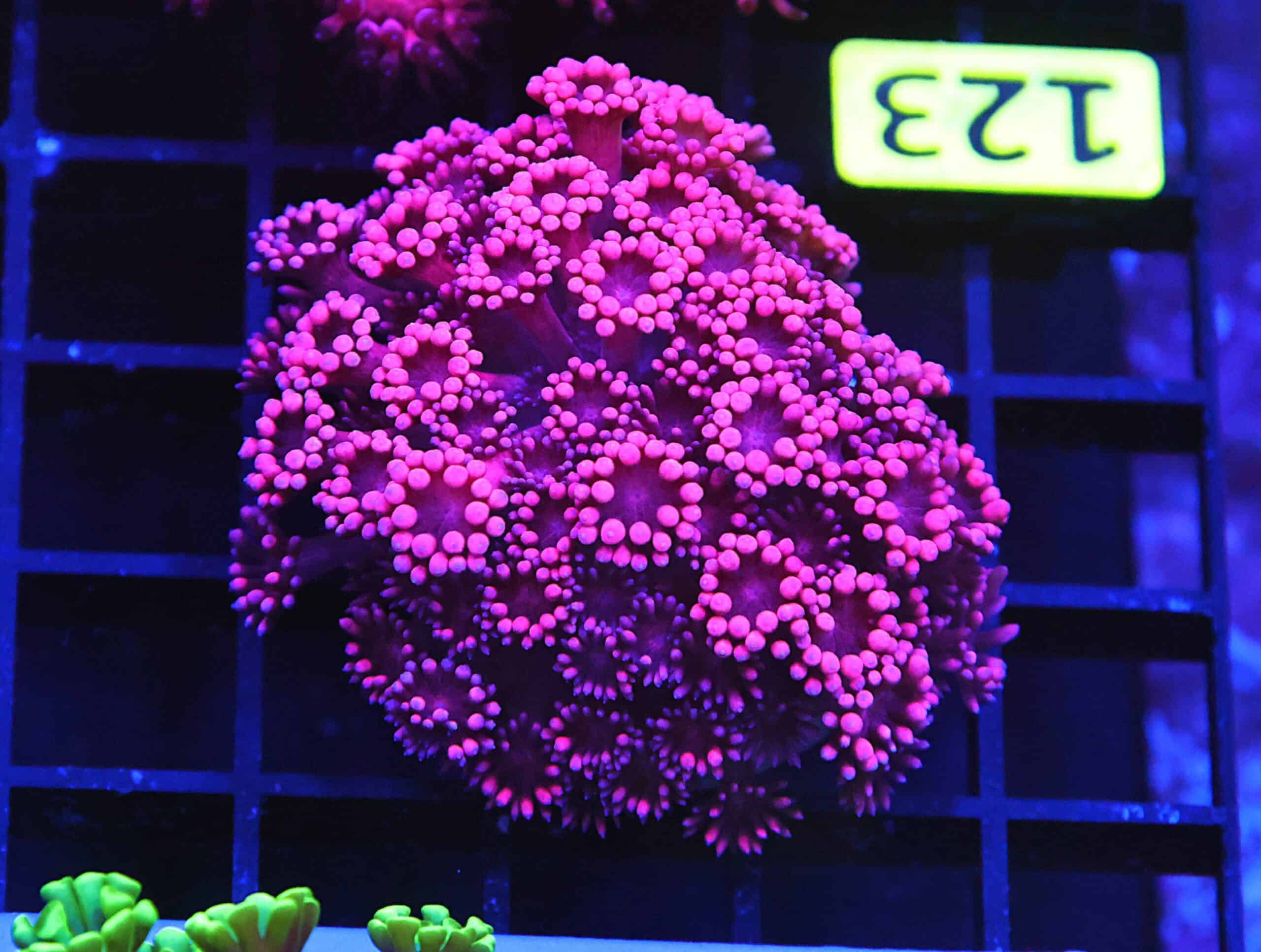B123 - INDO HOT PINK GONIOPORA