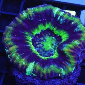 B129 - AUSSIE UFO SCOLYMIA AUSTRALIS
