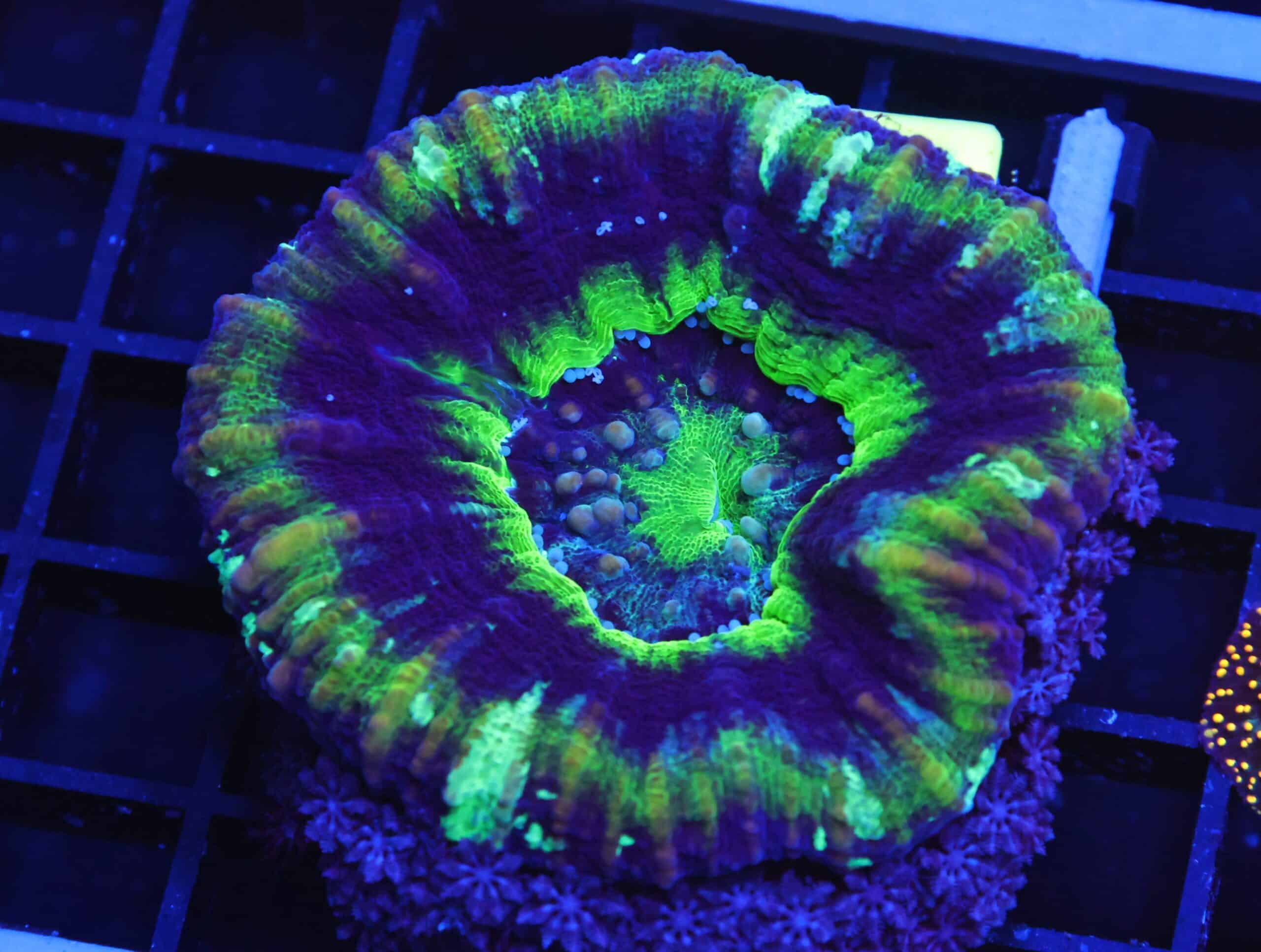 B129 - AUSSIE UFO SCOLYMIA AUSTRALIS