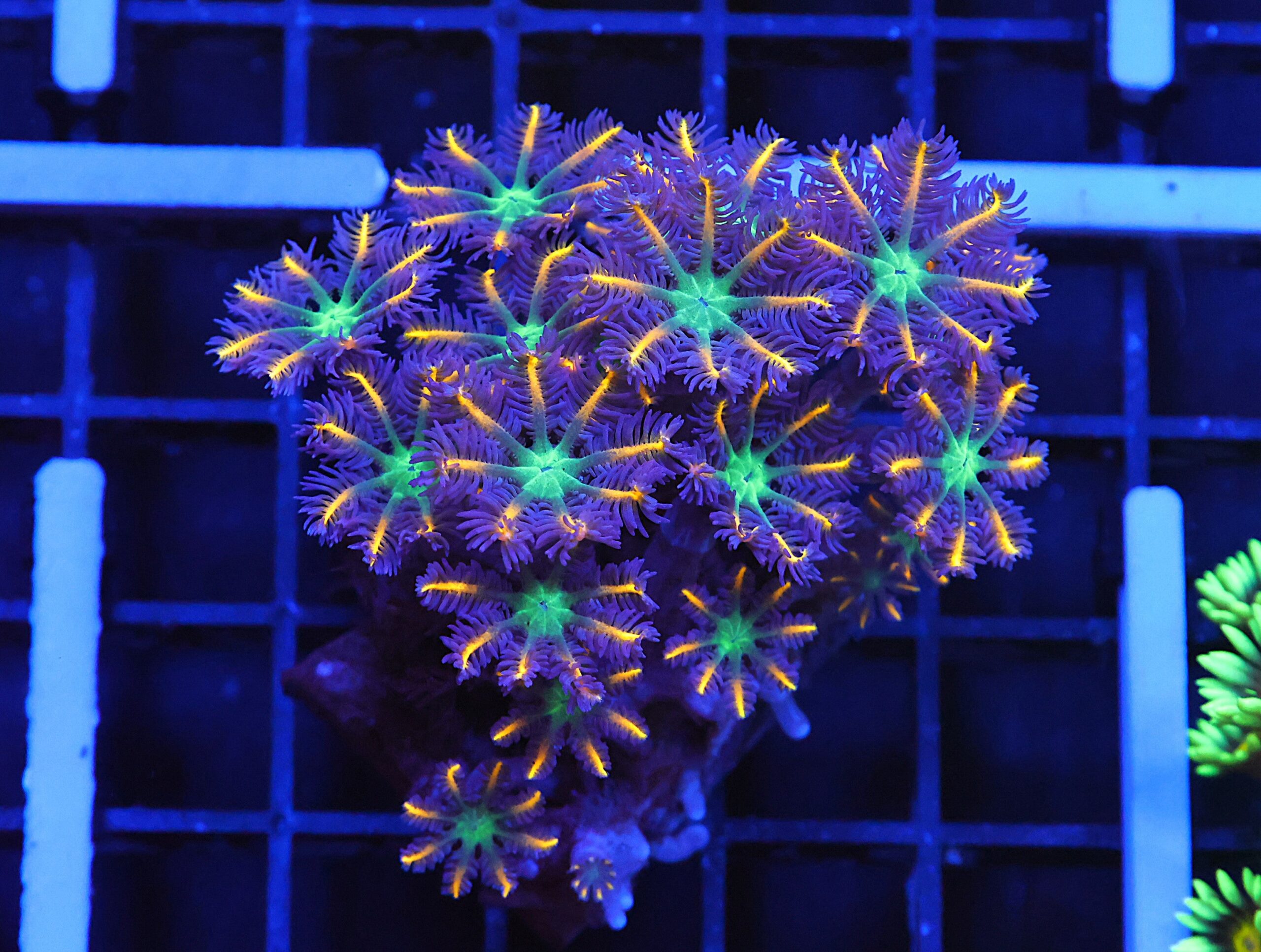 B146 - INDO FIREWORKS GLOVE POLYP