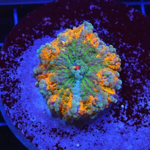 B15 -MALAYSIAN RAINBOW RICORDEA MUSHROOM
