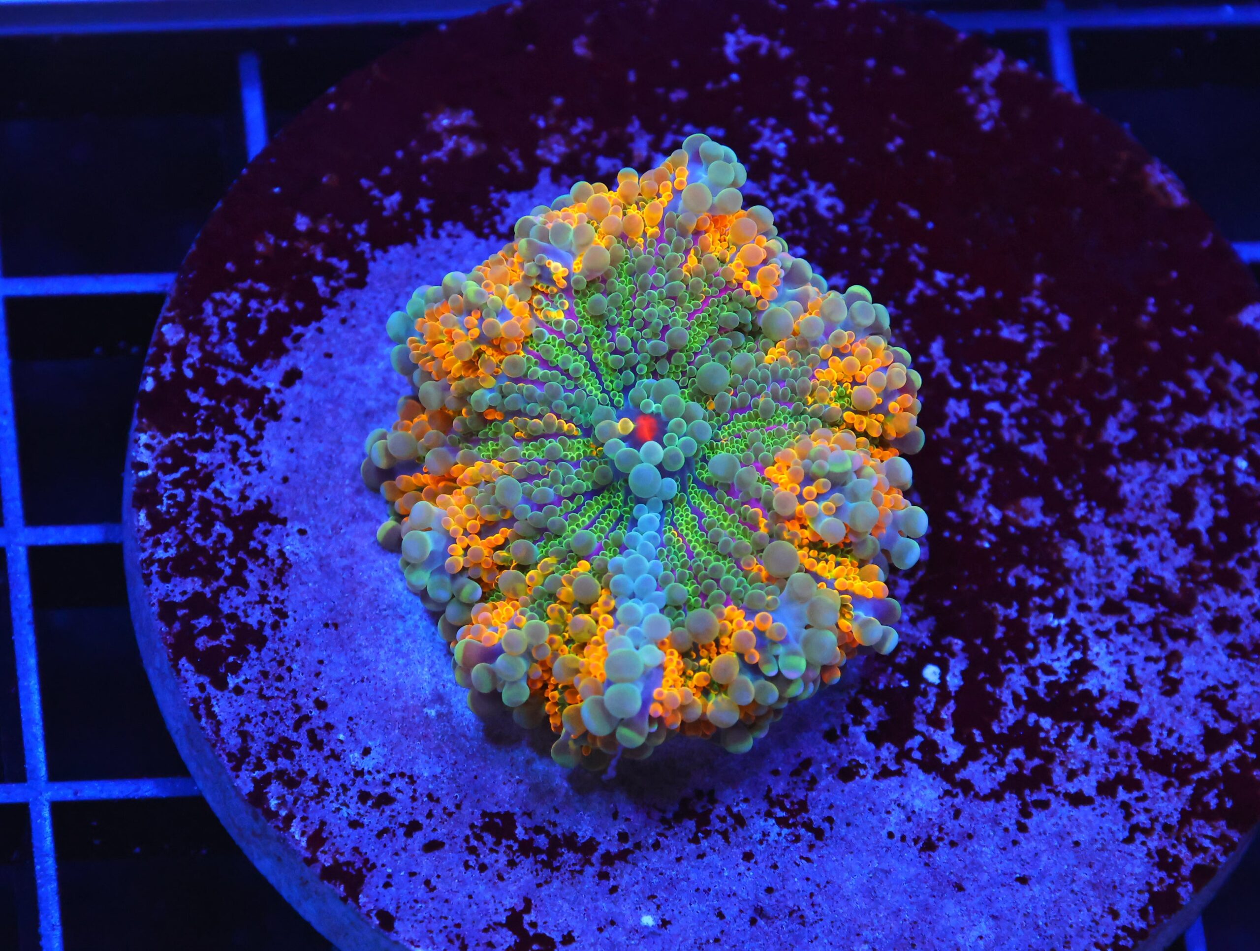 B15 -MALAYSIAN RAINBOW RICORDEA MUSHROOM