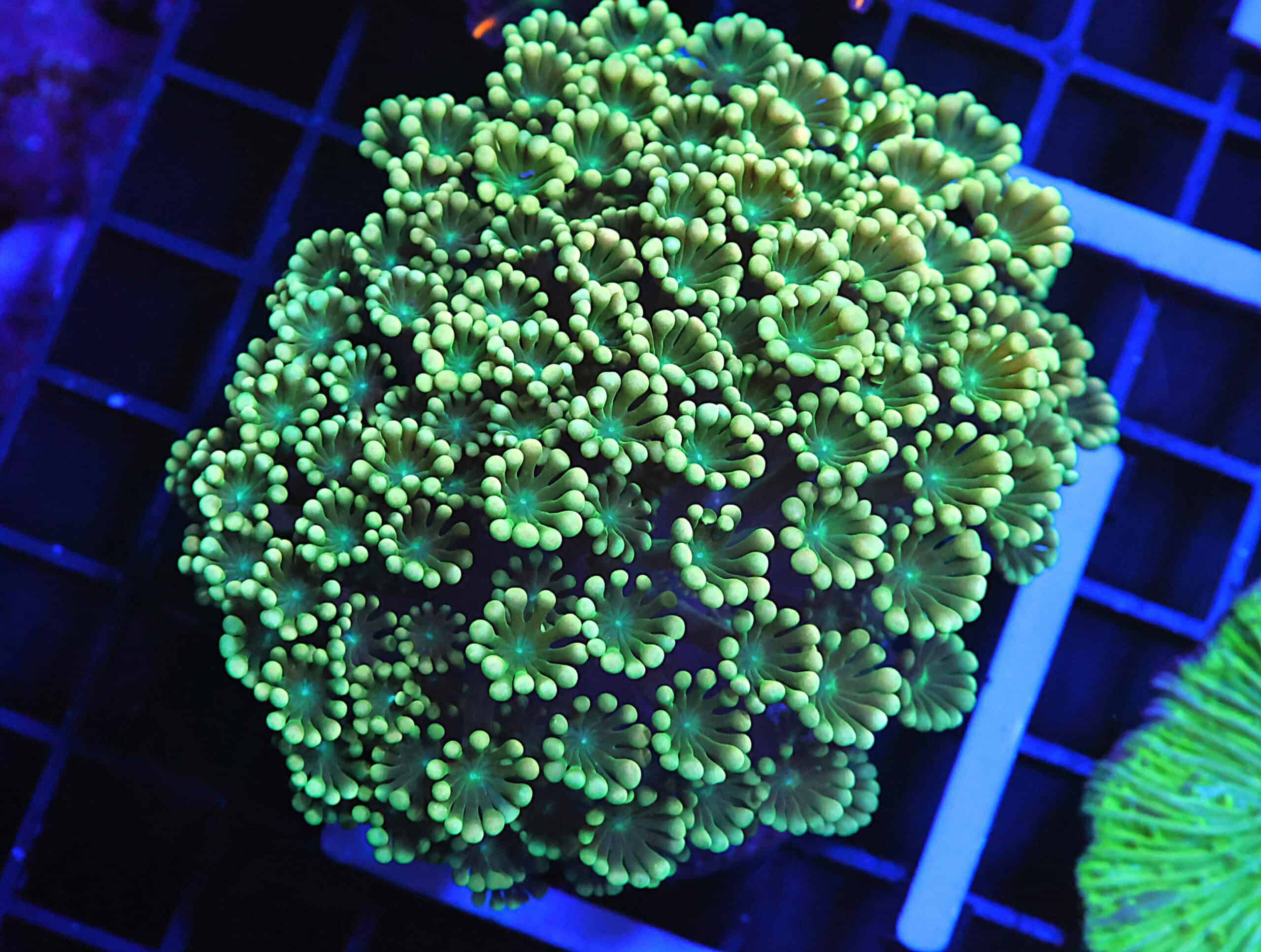 B150 - INDO FOREST DANCER ALVEOPORA