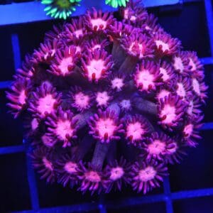 B152 - INDO CHERRY BLOSSOM GONIOPORA
