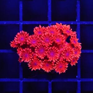 B153 - INDO RED HOT GONIOPORA