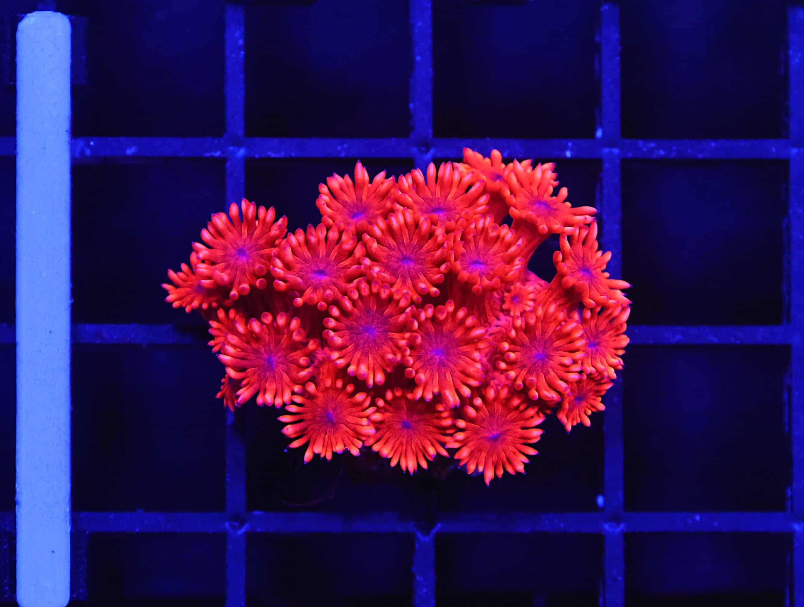 B153 - INDO RED HOT GONIOPORA