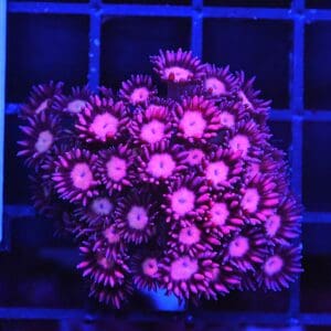 B154 - INDO CHERRY BLOSSOM GONIOPORA