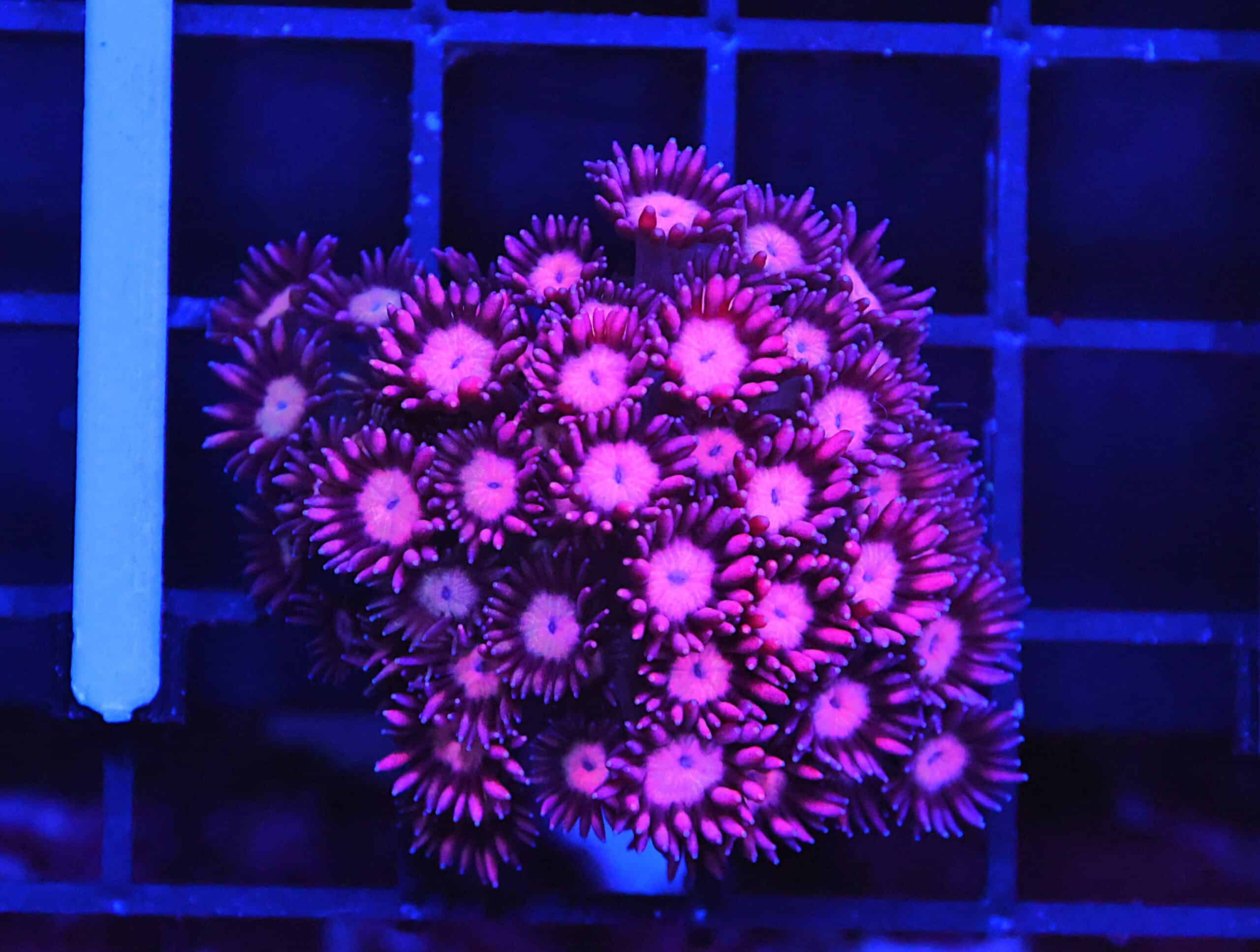 B154 - INDO CHERRY BLOSSOM GONIOPORA