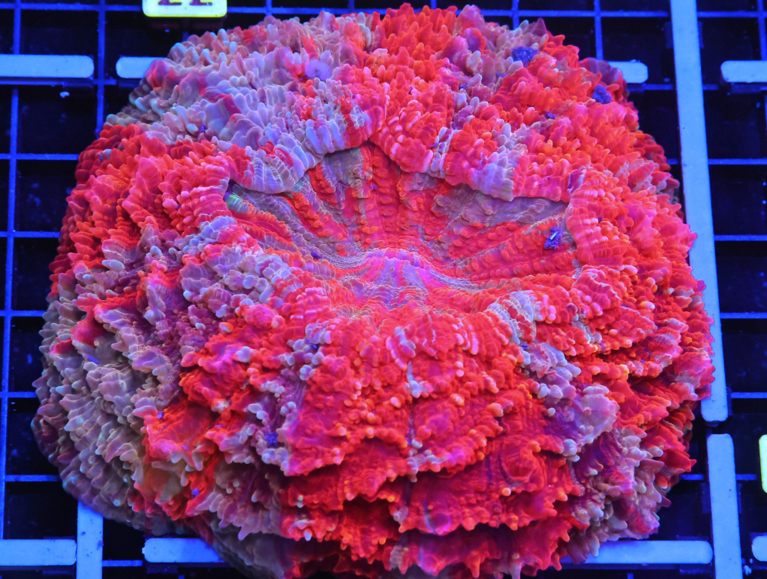 B17 -MALAYSAN LAVA STORM ACANTHOPHYLLIA