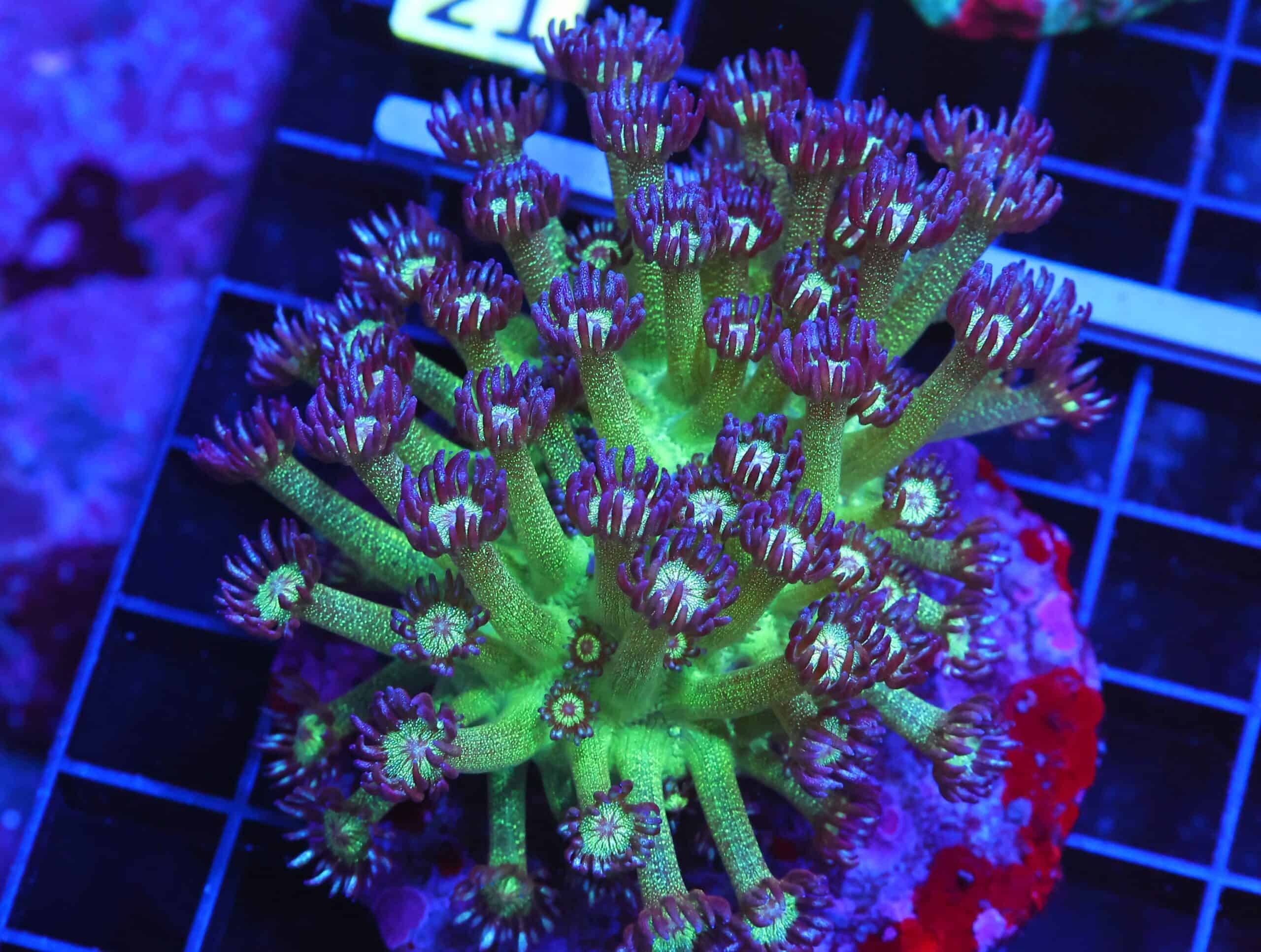 B16 -INDO GLITTER BOMB GONIOPORA