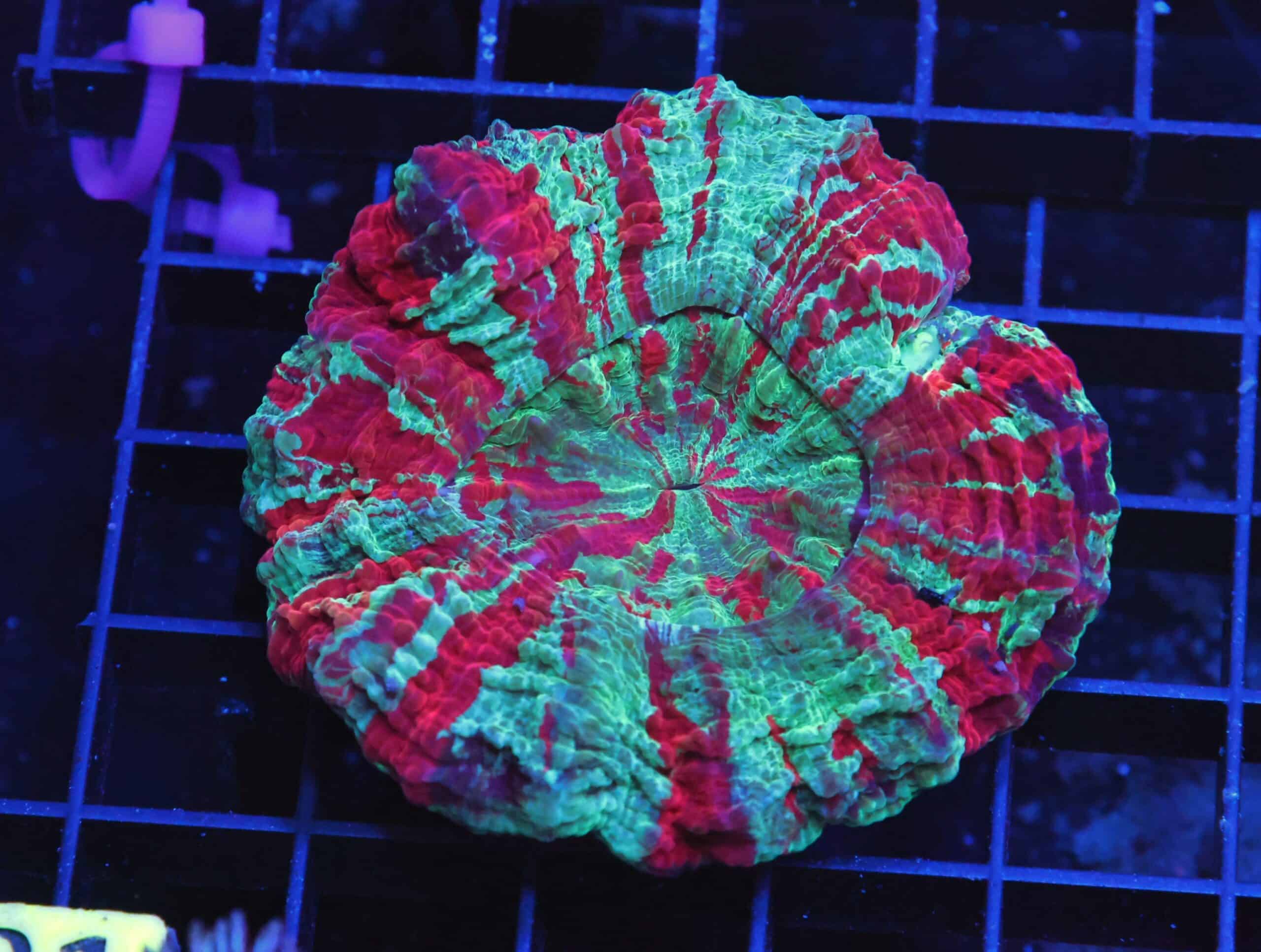 B21 -MALAYSIAN NEPTUNES TRIDENT ACANTHOPHYLLIA