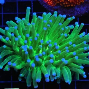 B22 -AUSSIE BLUE TIP HELIOFUNGIA