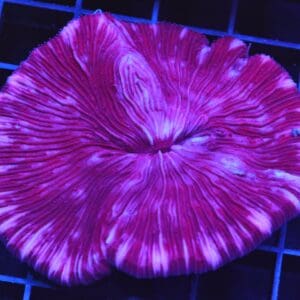 B20 -INDO PURPLE DREAM FUNGIA