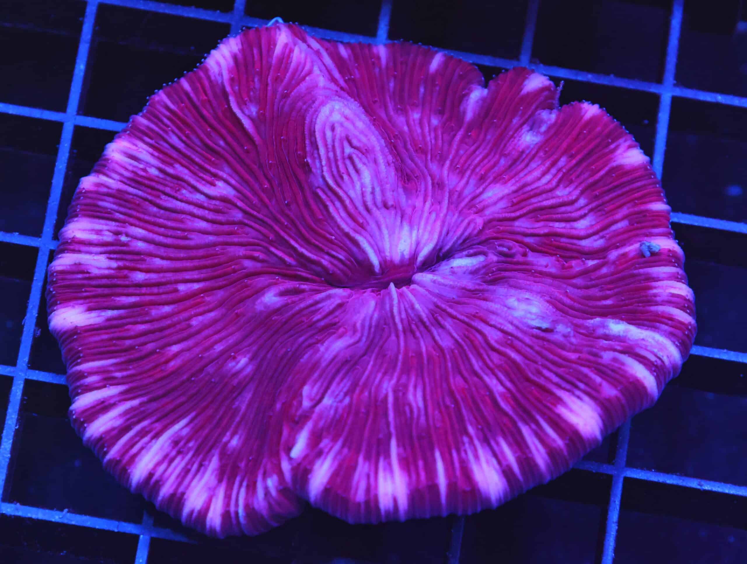 B20 -INDO PURPLE DREAM FUNGIA