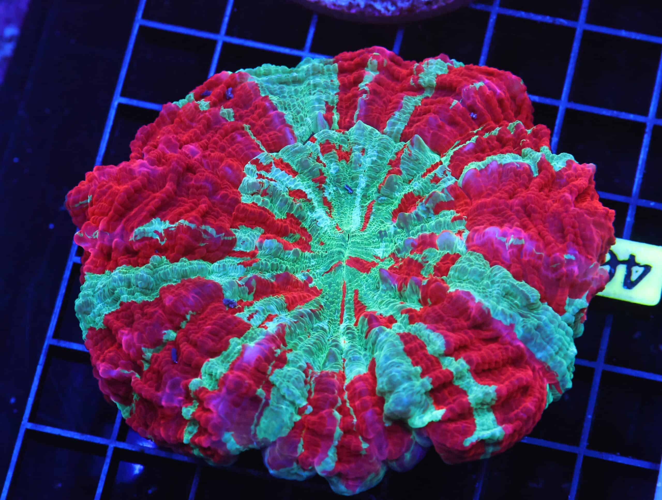 B40 -MALAYSIAN NEPTUNES TRIDENT ACANTHOPHYLLIA