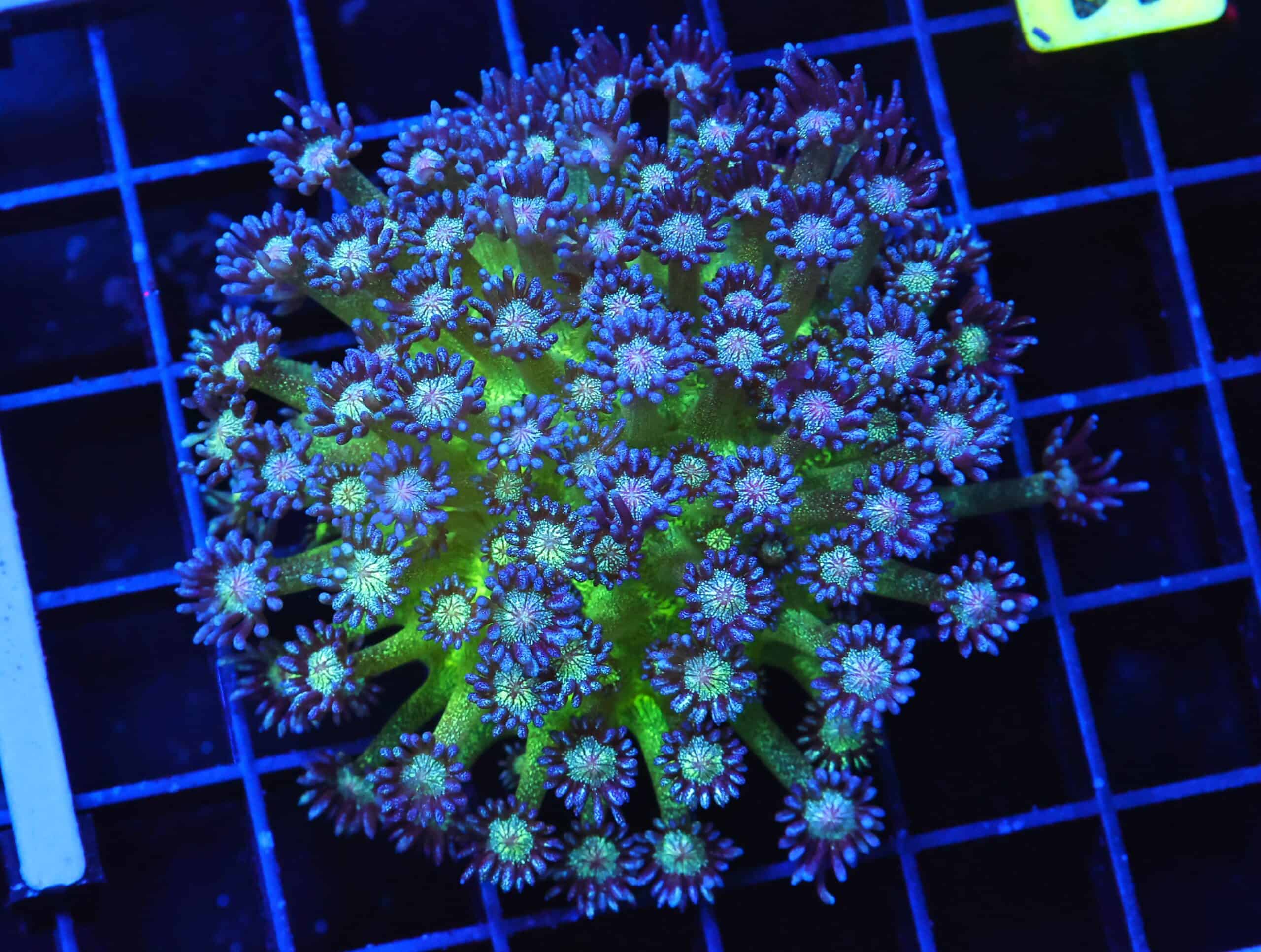 B41 -INDO GLITTER BOMB GONIOPORA