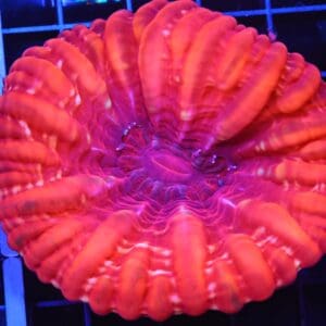 B42 -INDO RED HOT CYNARINA