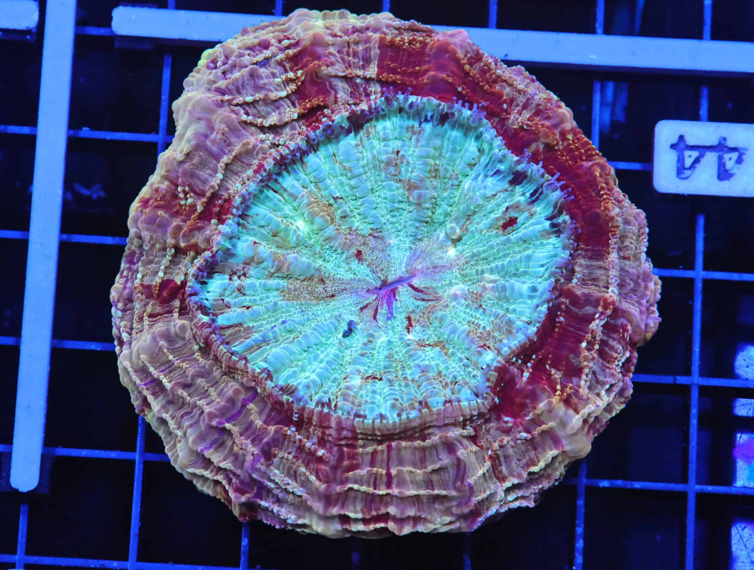 B44 -MALAYSIAN MYSTIC MAROON ACANTHOPHYLLIA
