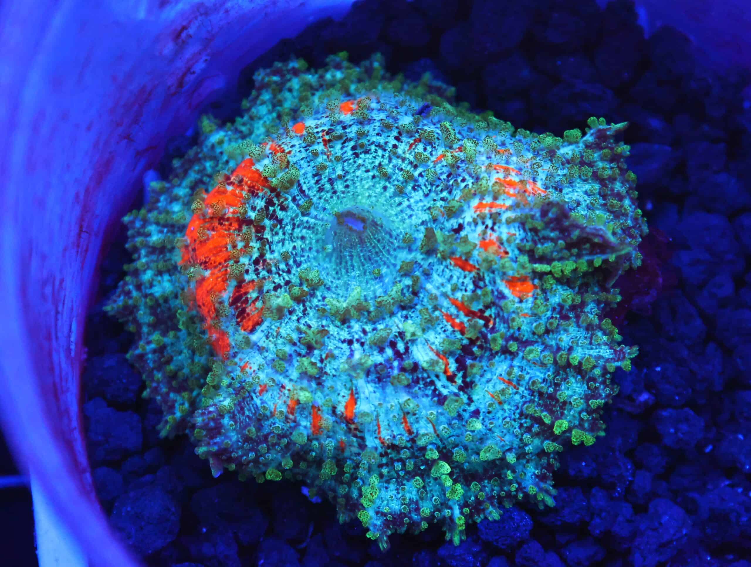 B53 -ORANGE TEAL NEGLECTUS MUSHROOM