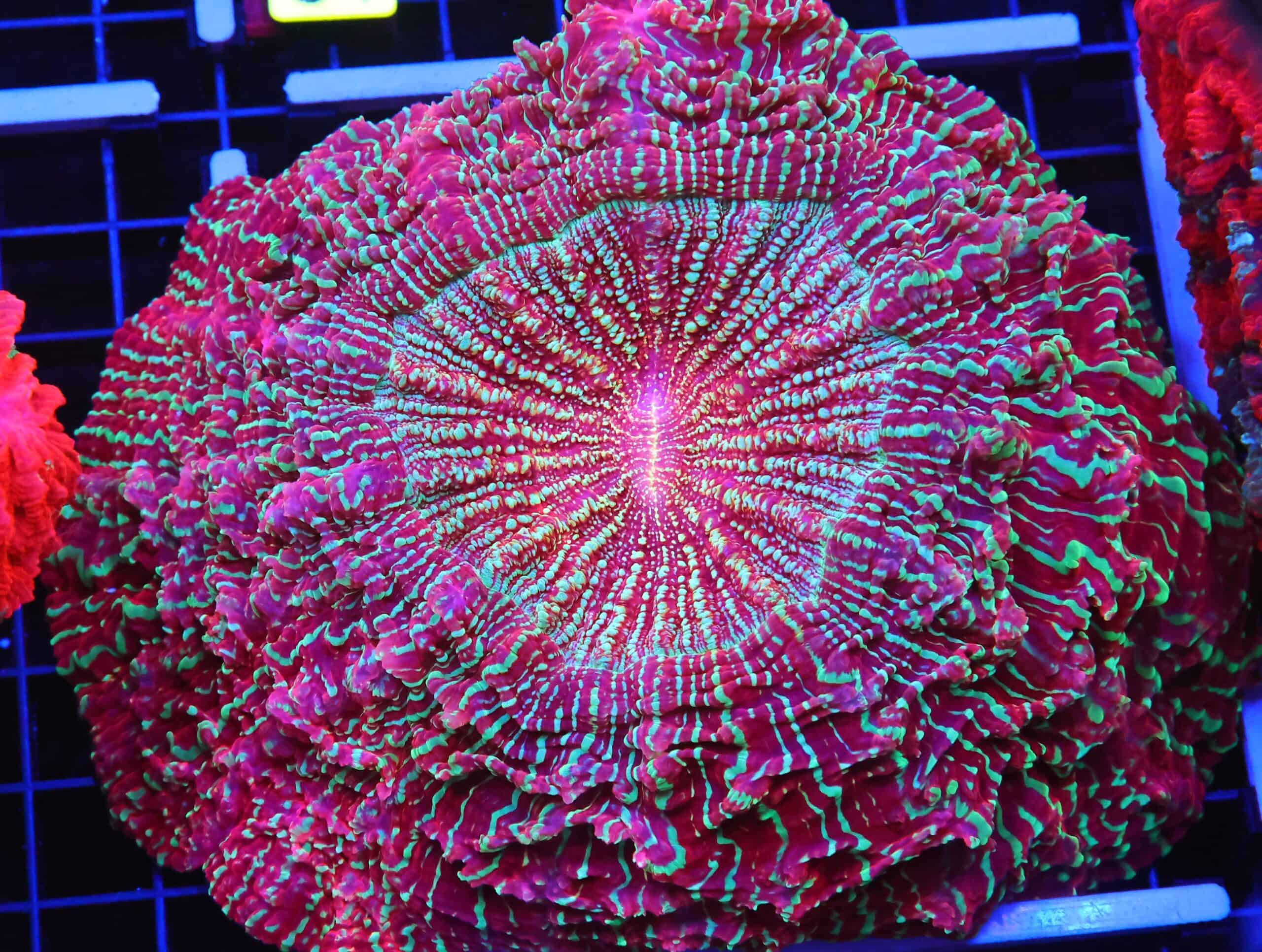 B59 -MALAYSIAN CHRISTMAS SPARKLES ACANTHOPHYLLIA