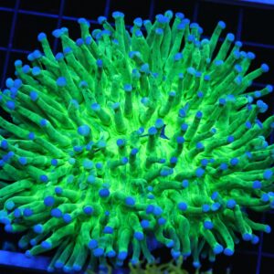 B62 -AUSSIE BLUE TIP HELIOFUNGIA