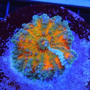 B61 -MALAYSIAN SUNSHINE RICORDEA MUSHROOM