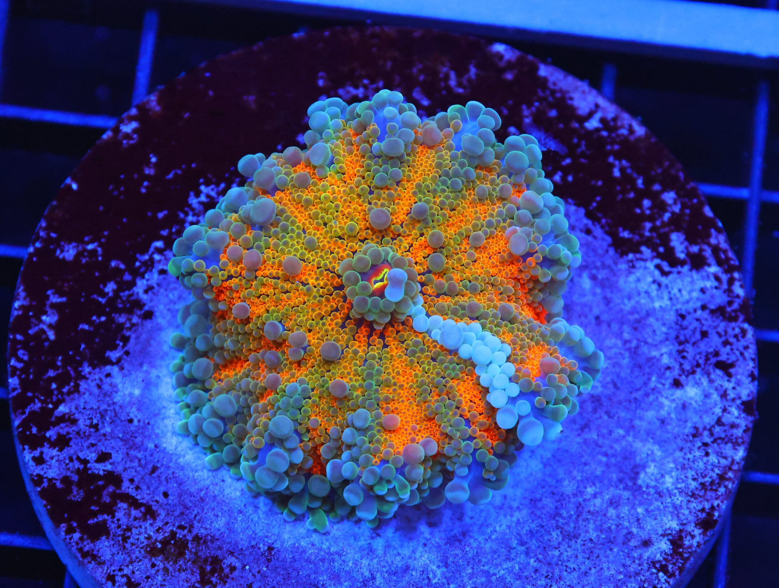 B61 -MALAYSIAN SUNSHINE RICORDEA MUSHROOM