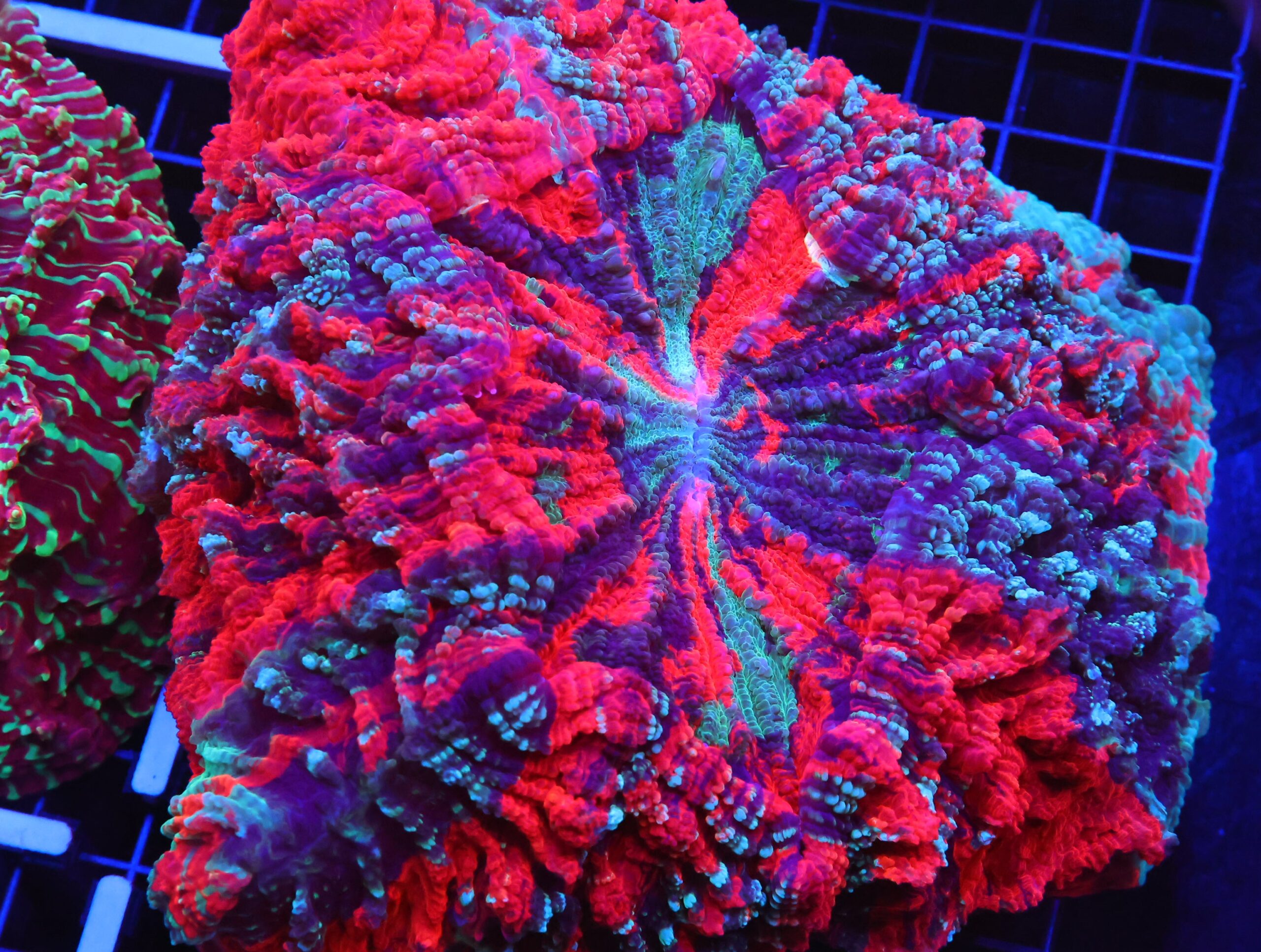 B60 -MALAYSIAN TIE DYE EXPLOSION ACANTHOPHYLLIA