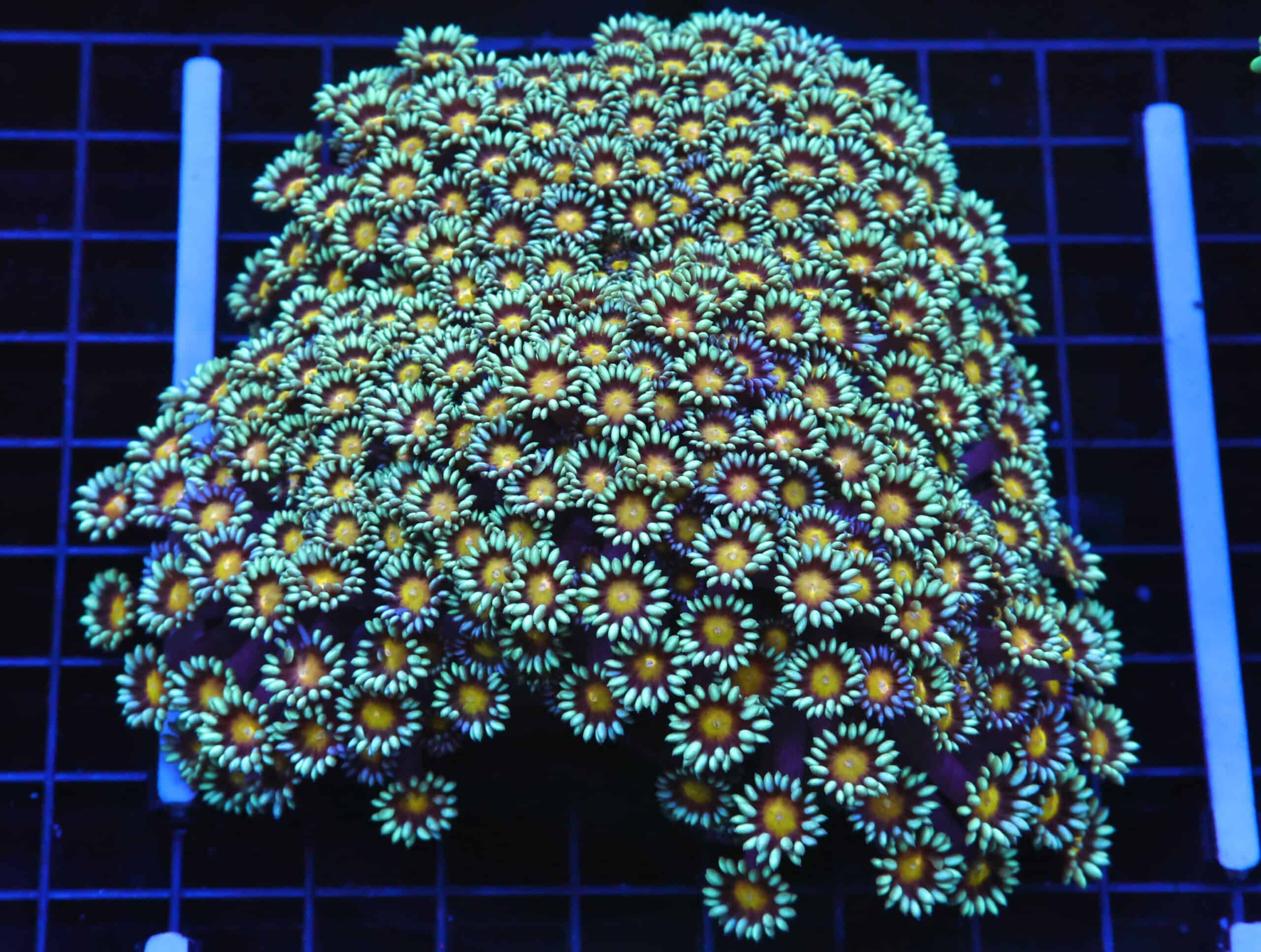 B67 -INDO YELLOW SNOWCONE GONIOPORA
