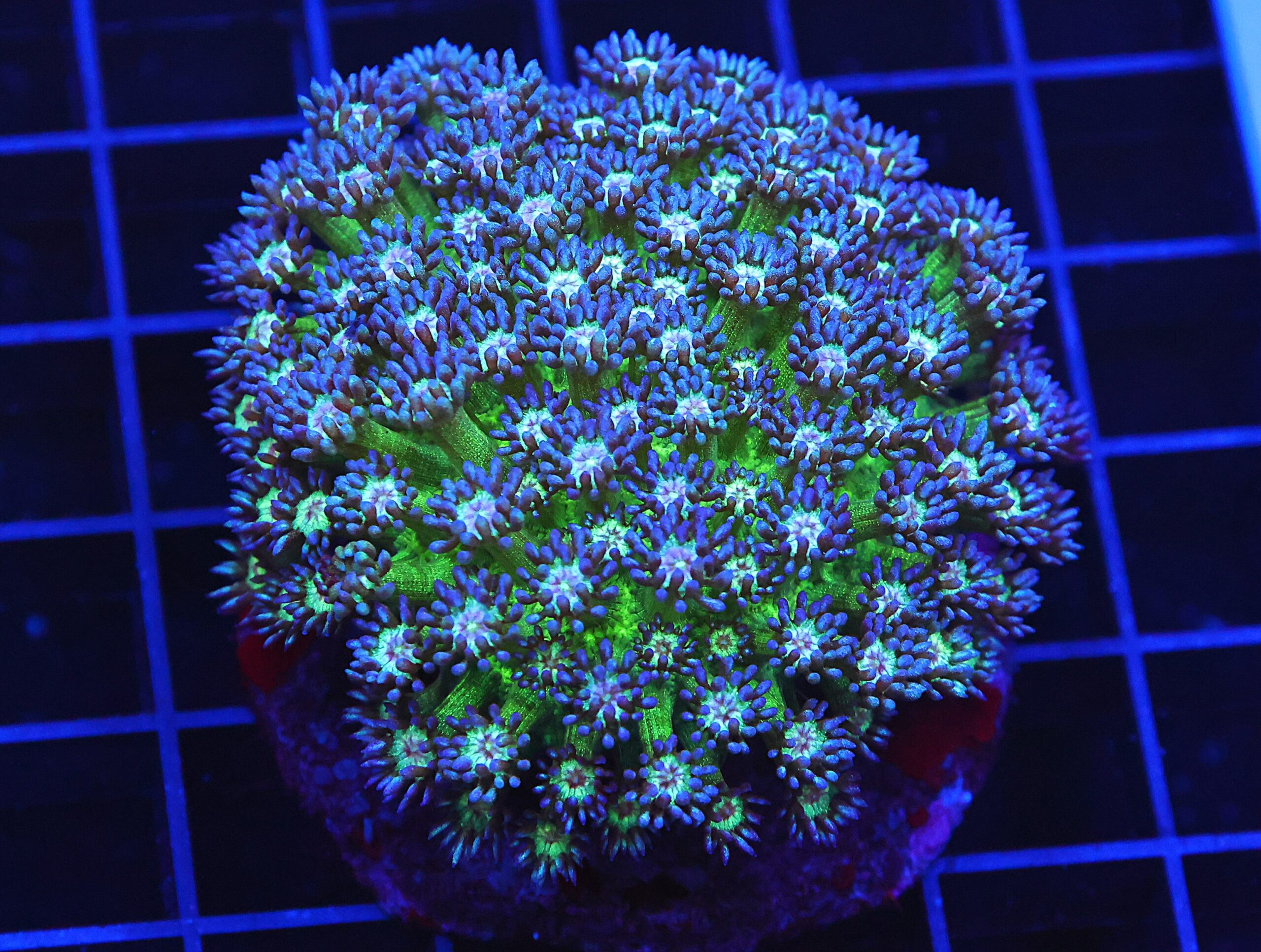 B72 -INDO GLITTER BOMB GONIOPORA