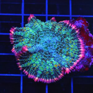 B73 -FRANKENSTEIN CARPET RHODACTIS MUSHROOM