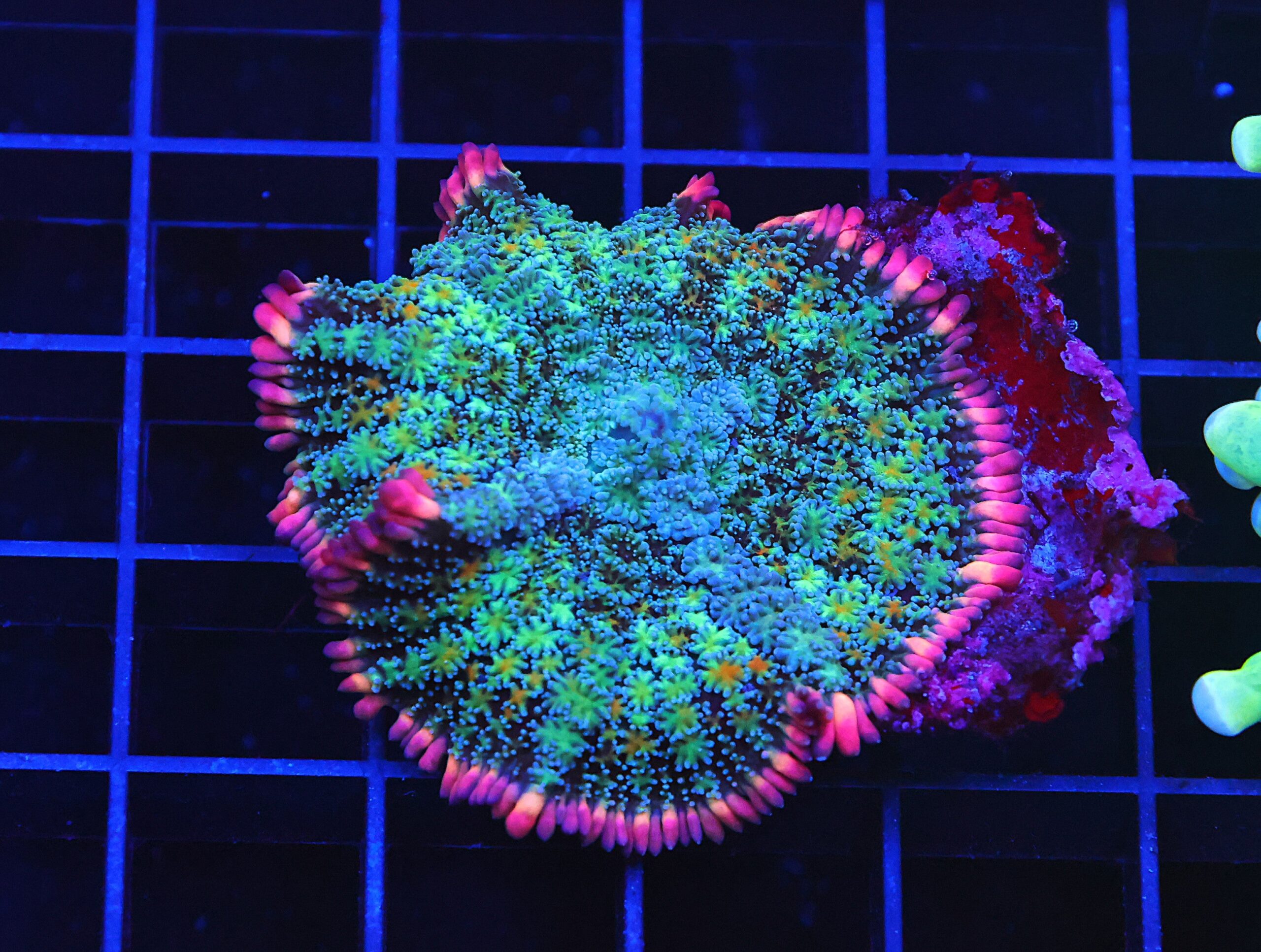B73 -FRANKENSTEIN CARPET RHODACTIS MUSHROOM