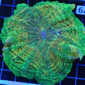 B79 -INDO EMERALD CITY ACANTHOPHYLLIA