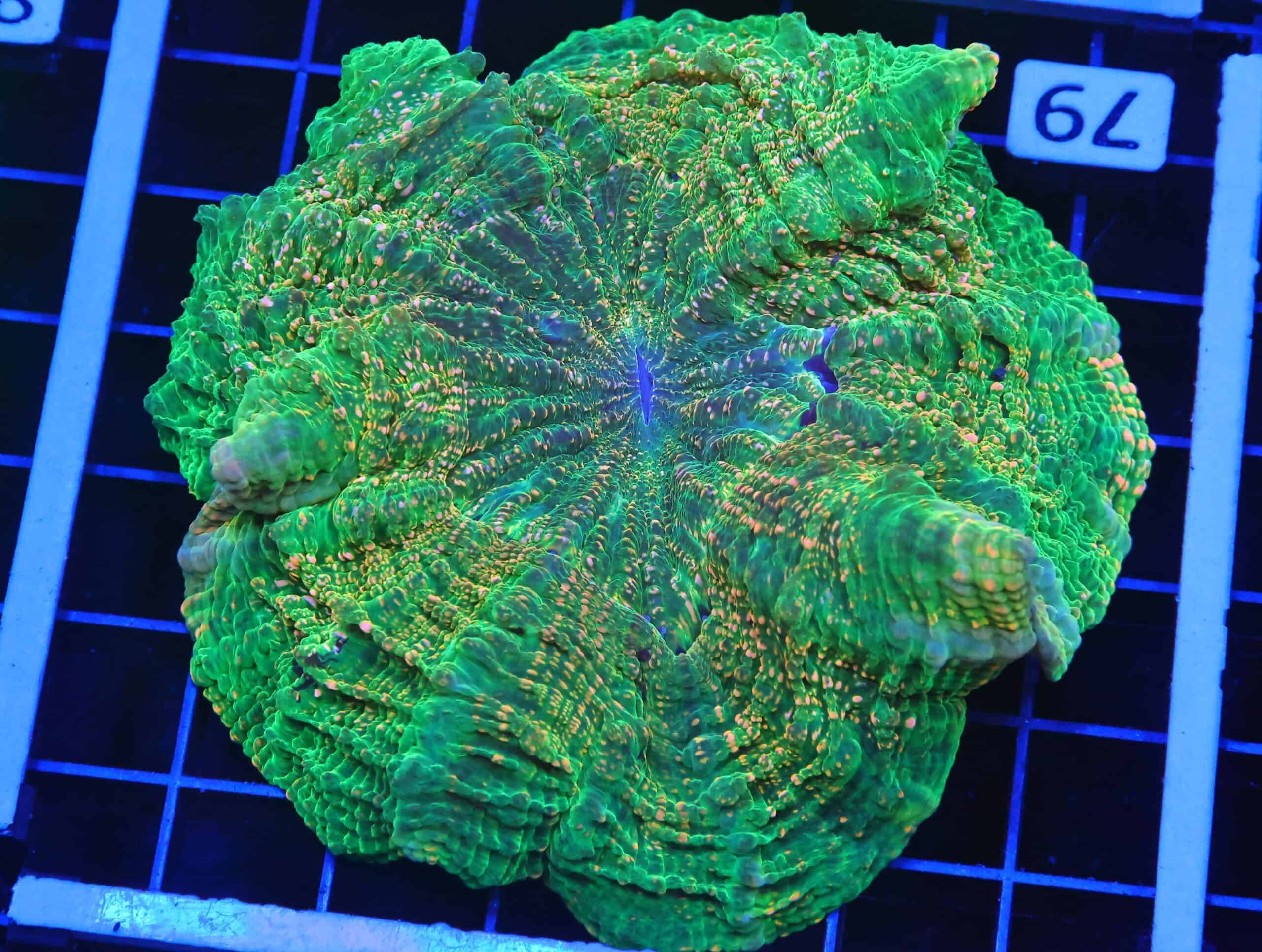 B79 -INDO EMERALD CITY ACANTHOPHYLLIA