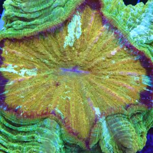 B86 -INDO POT OF GOLD ACANTHOPHYLLIA