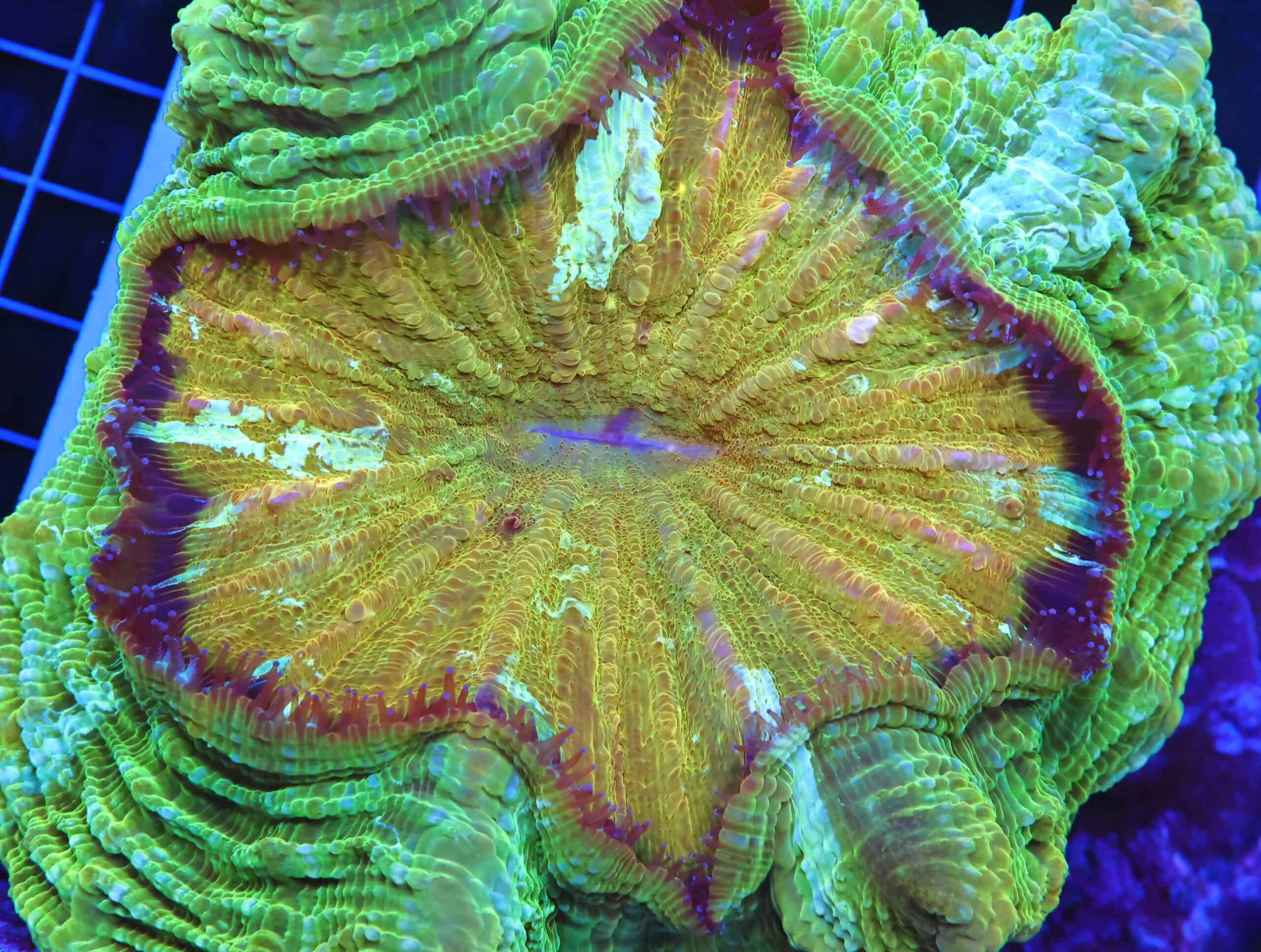 B86 -INDO POT OF GOLD ACANTHOPHYLLIA